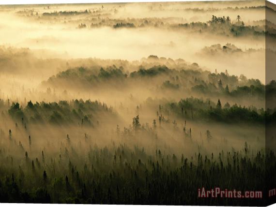 Raymond Gehman Rays of Early Morning Sunlight Beam Into Fog That Shrouds a Forest Stretched Canvas Painting / Canvas Art