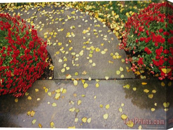 Raymond Gehman Red Chrysanthemums Border a Sidewalk Sprinkled with Birch Leaves Stretched Canvas Print / Canvas Art