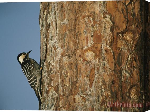 Raymond Gehman Red Cockaded Woodpecker on a Tree Trunk Stretched Canvas Painting / Canvas Art