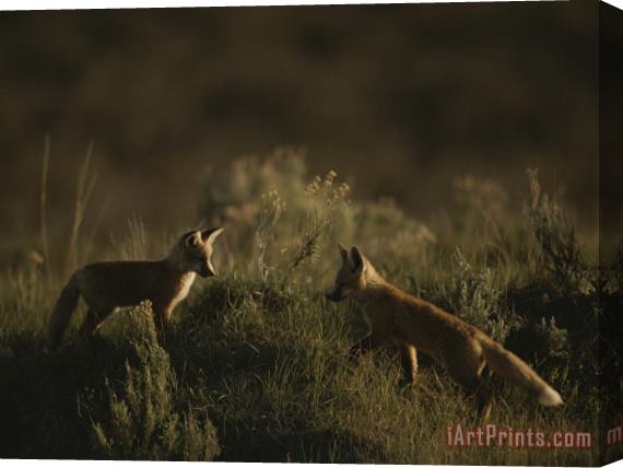 Raymond Gehman Red Fox Kits Red Rocks National Wildlife Refuge Montana Stretched Canvas Painting / Canvas Art