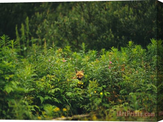 Raymond Gehman Red Fox Vulpes Vulpes Peers Out From a Batch of Wildflowers Stretched Canvas Print / Canvas Art