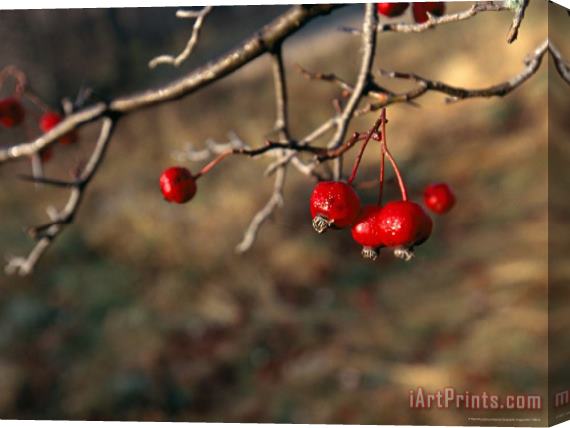 Raymond Gehman Red Fruit on The Tips of Leafless Serviceberry Branches Stretched Canvas Print / Canvas Art