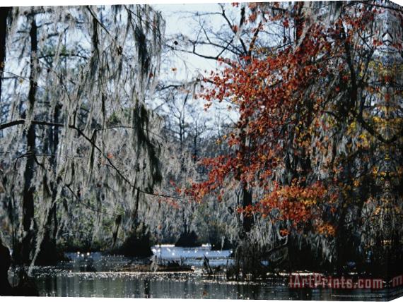Raymond Gehman Red Maple And Bald Cypress Trees with Spanish Moss Stretched Canvas Painting / Canvas Art