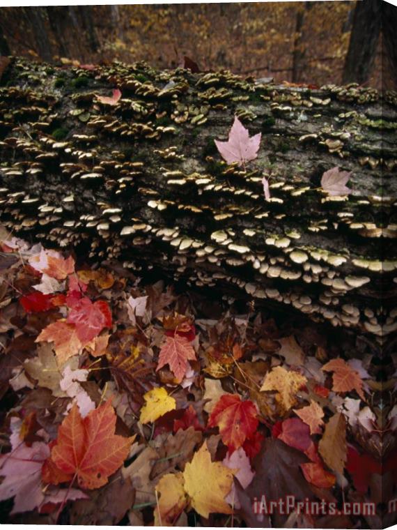 Raymond Gehman Red Maple Leaves Around a Fallen Tree with Scale Fungus Growth Stretched Canvas Painting / Canvas Art