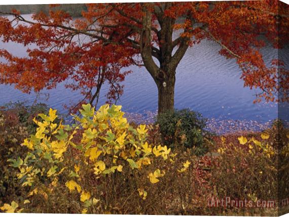 Raymond Gehman Red Maple Tree And Sycamore Sapling at Lake's Edge Stretched Canvas Painting / Canvas Art