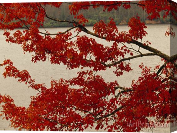 Raymond Gehman Red Maple Tree Branches with Backdrop of Price Lake Stretched Canvas Print / Canvas Art