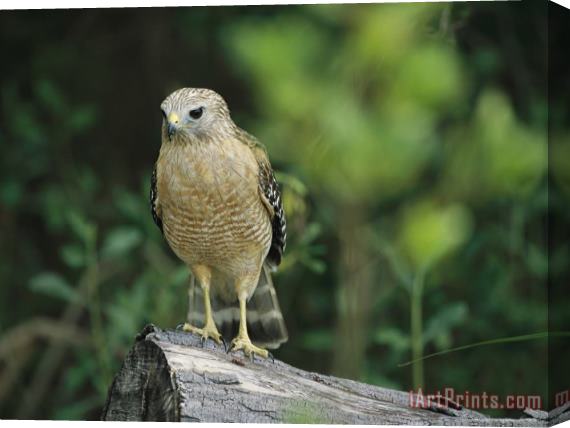 Raymond Gehman Red Shouldered Hawk Perched on a Fallen Log Stretched Canvas Painting / Canvas Art