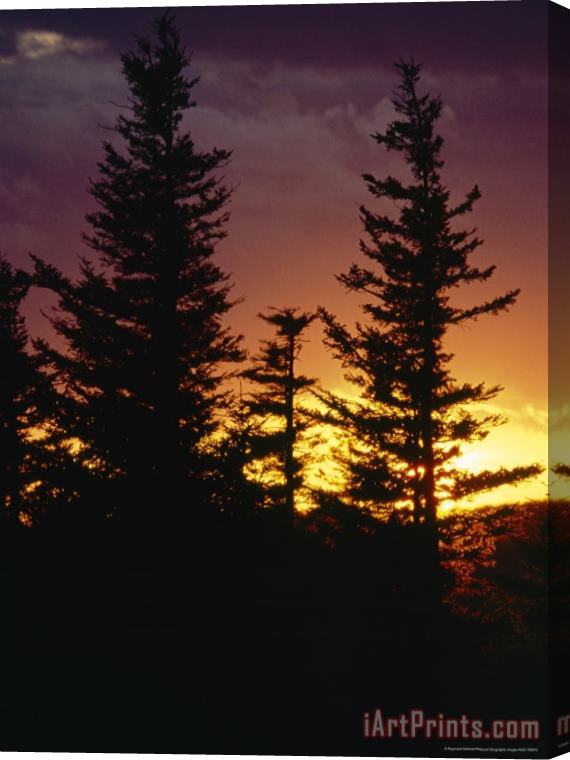 Raymond Gehman Red Spruce Trees Silhouetted at Sunset Stretched Canvas Print / Canvas Art
