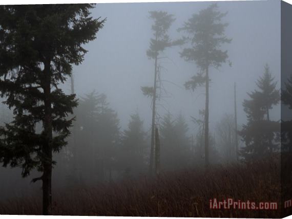 Raymond Gehman Red Spruce Trees Silhouetted in Morning Fog Stretched Canvas Painting / Canvas Art