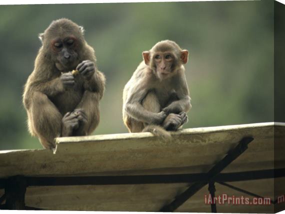 Raymond Gehman Rhesus Monkeys at Concession Area Baiyun Cavern Pingxiang Stretched Canvas Painting / Canvas Art