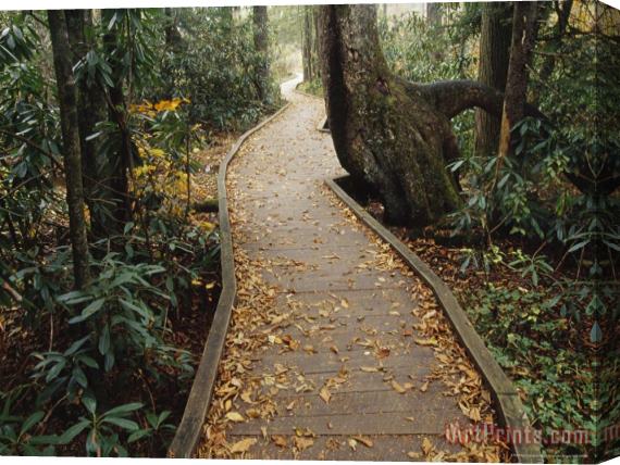 Raymond Gehman Rhododendron Alongside a Boardwalk in Autumn Stretched Canvas Print / Canvas Art
