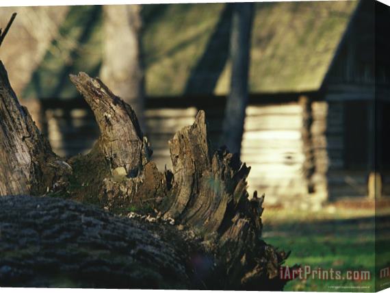 Raymond Gehman Roots of a Fallen Oak Tree with Miller Cabin in The Background Stretched Canvas Print / Canvas Art