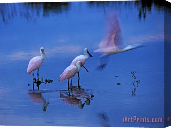 Raymond Gehman Roseate Spoonbills Line Up to Take Flight From Twilight Waters Stretched Canvas Print / Canvas Art