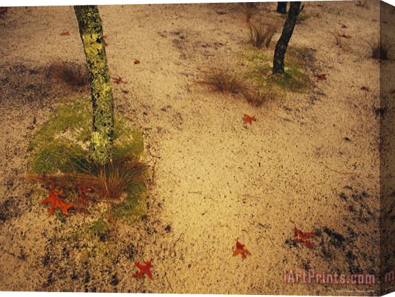 Raymond Gehman Sandy Ground with Moss Covered Tree Trunk Orange Leaves And Grass Near Lake Waccamaw Stretched Canvas Print / Canvas Art