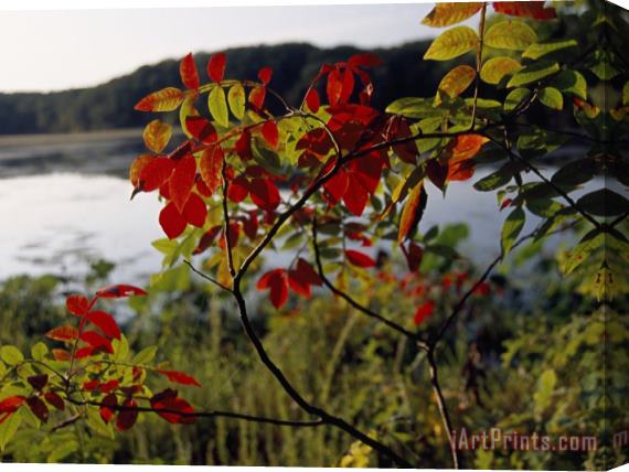 Raymond Gehman Scarlet Sumac Branches Along The Shores of Hematite Lake Stretched Canvas Print / Canvas Art