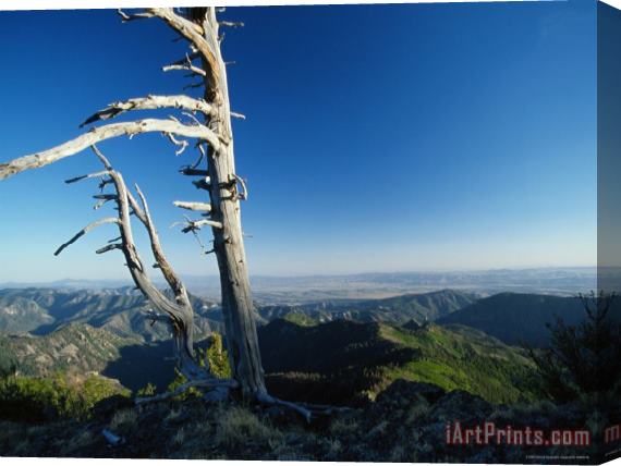 Raymond Gehman Scenic View of a Solitary Bristlecone Pine Tree Stretched Canvas Print / Canvas Art