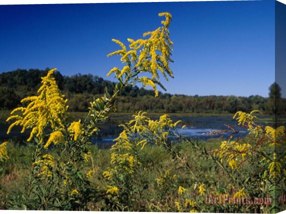 Raymond Gehman Scenic View of Goldenrod Flowers And Waterways Stretched Canvas Print / Canvas Art