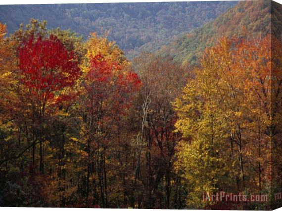 Raymond Gehman Scenic View of Tree Coverd Hills in Autumn Hues Stretched Canvas Print / Canvas Art