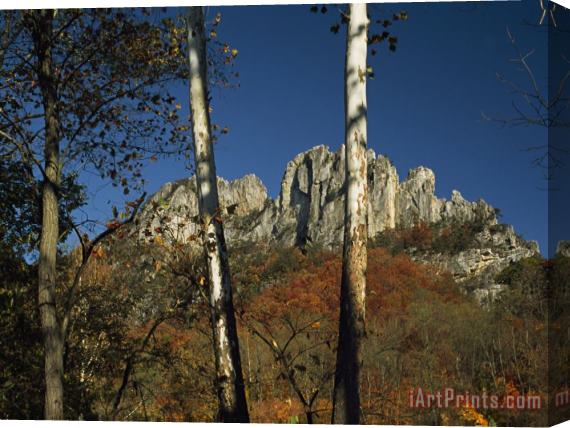 Raymond Gehman Seneca Rocks 900 Feet High with Trees in Autumn Hues Stretched Canvas Print / Canvas Art