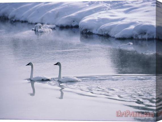 Raymond Gehman Serene Adult Trumpeter Swans Sail The Snow Banked Madison River Stretched Canvas Painting / Canvas Art