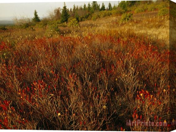 Raymond Gehman Shrubs Blueberry Bushes And Landscape in Autumn Hues Stretched Canvas Print / Canvas Art