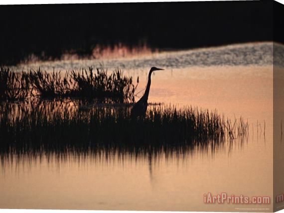 Raymond Gehman Silhouette of a Great Blue Heron Ardea Herodias at Sunset Stretched Canvas Print / Canvas Art