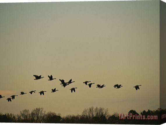 Raymond Gehman Silhouetted Canada Geese Flying in Formation at Twilight Stretched Canvas Print / Canvas Art