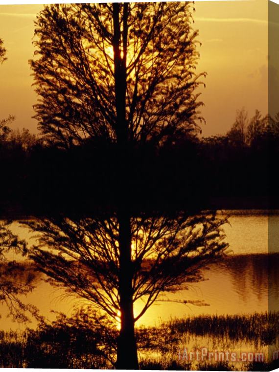 Raymond Gehman Silhouetted Cypress Tree at Sunset Stretched Canvas Painting / Canvas Art