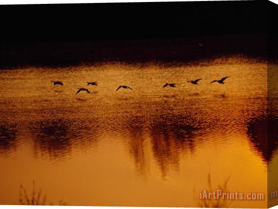 Raymond Gehman Silhouetted Geese Taking Off From Lake Nevin at Sunset Stretched Canvas Painting / Canvas Art