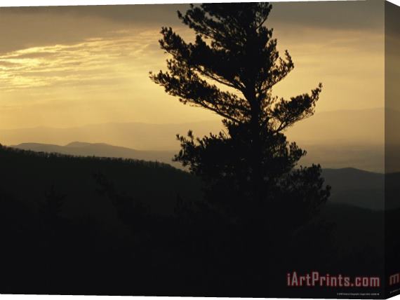 Raymond Gehman Silhouetted Pine Tree And Mountain Ridges at Sunset Stretched Canvas Painting / Canvas Art