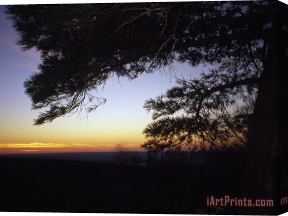 Raymond Gehman Silhouetted Pine Tree at Sunset Stretched Canvas Print / Canvas Art