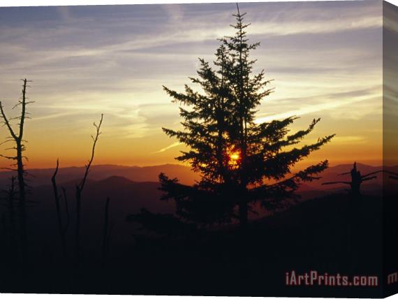 Raymond Gehman Silhouetted Red Spruce at Sunset Atop Clingman's Dome Stretched Canvas Painting / Canvas Art
