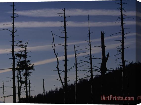 Raymond Gehman Silhouetted Remains of a Spruce Fir Forest on Clingman's Dome Stretched Canvas Painting / Canvas Art