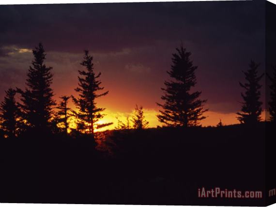 Raymond Gehman Silhouetted Spruce Trees at Sunset Stretched Canvas Print / Canvas Art