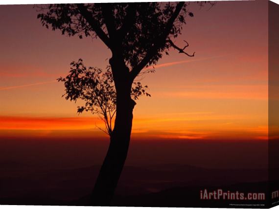 Raymond Gehman Silhouetted Tree And a Dramatic Sunrise Stretched Canvas Painting / Canvas Art