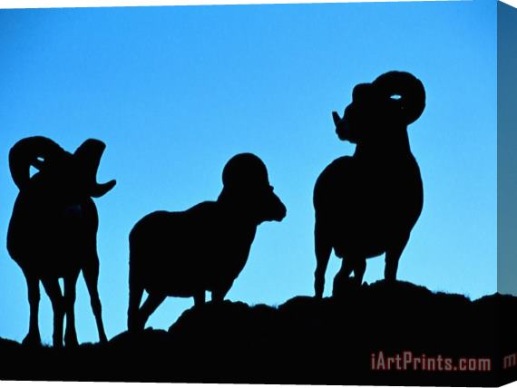 Raymond Gehman Silhouettes of a Trio of Bighorn Rams Stretched Canvas Print / Canvas Art
