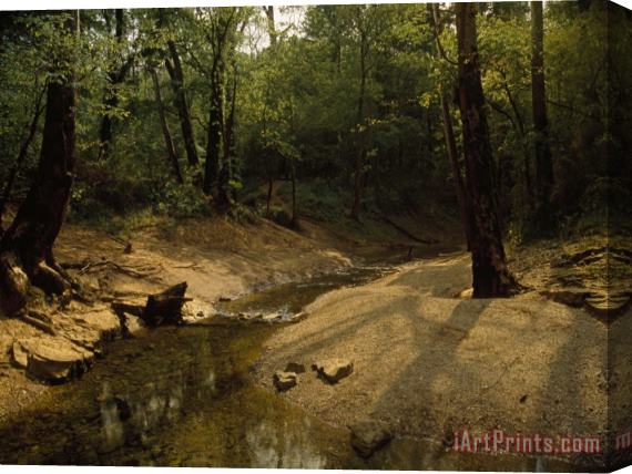 Raymond Gehman Small Creek Along a Forest Nature Trail Near Mammoth Cave Stretched Canvas Print / Canvas Art