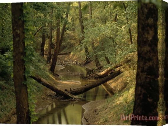 Raymond Gehman Small Creek Through a Forest Along a Mammoth Cave Nature Trail Stretched Canvas Print / Canvas Art