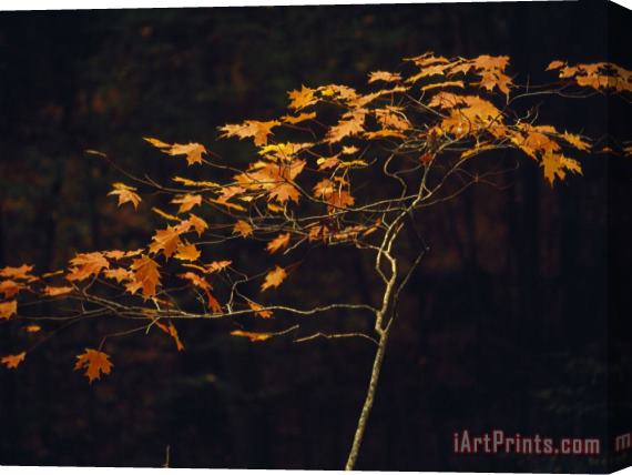 Raymond Gehman Small Red Maple Standing Along The Debord Falls Trail Stretched Canvas Print / Canvas Art
