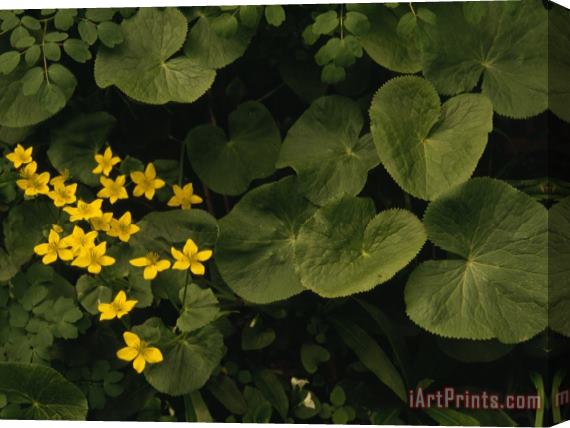 Raymond Gehman Small Yellow Flowers Growing Among Lush Foliage Stretched Canvas Painting / Canvas Art
