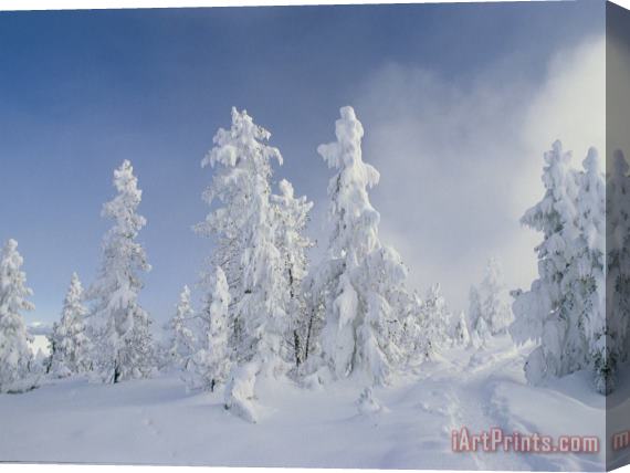 Raymond Gehman Snow Covered Trees West Thumb Geyser Basin Wyoming Stretched Canvas Print / Canvas Art