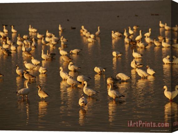 Raymond Gehman Snow Geese Feeding on Swans Cove Pool at Sunset Stretched Canvas Print / Canvas Art