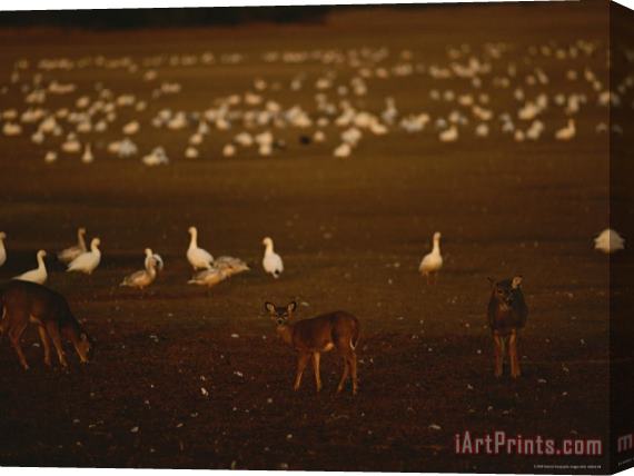 Raymond Gehman Snow Geese Settle in for The Evening Among Grazing White Tailed Deer Stretched Canvas Painting / Canvas Art