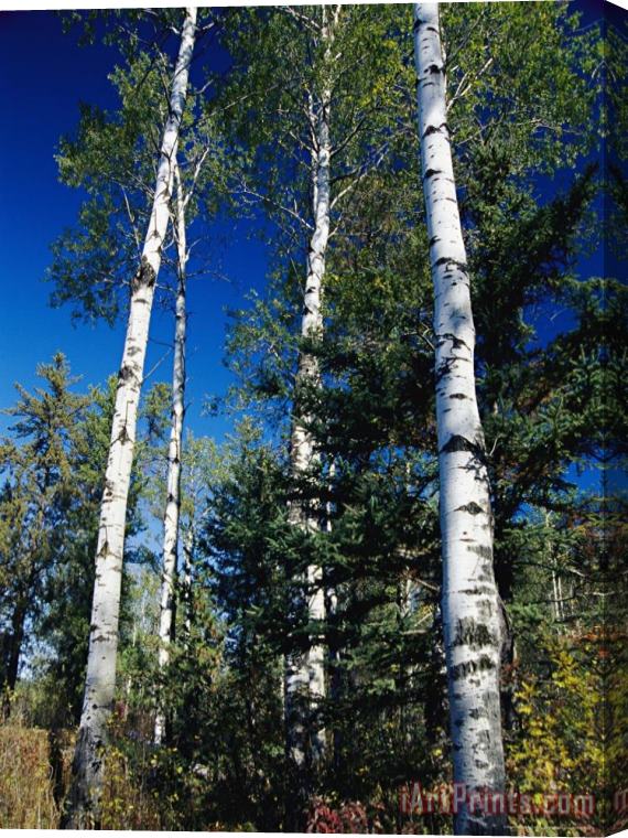 Raymond Gehman Soaring Aspen Trees in Whiteshell Provincial Park Stretched Canvas Painting / Canvas Art