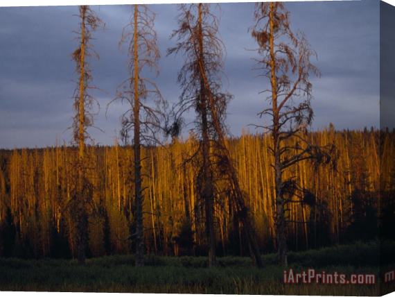 Raymond Gehman Soldier Straight Lodgepole Pines Catch Sunset's Glow Stretched Canvas Print / Canvas Art