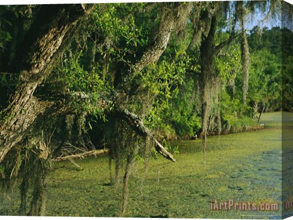 Raymond Gehman Spanish Moss Draped Tree Limbs Hanging Over Algae Covered Water Stretched Canvas Painting / Canvas Art