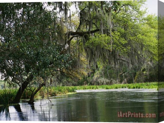 Raymond Gehman Spanish Moss Fills Tree Branches Overhanging a Waterway Stretched Canvas Painting / Canvas Art