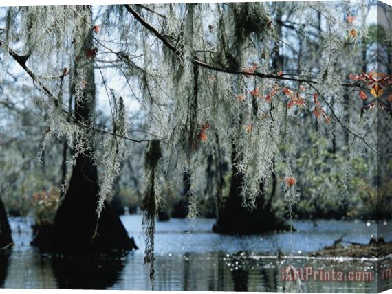 Raymond Gehman Spanish Moss Hanging From The Branches of Bald Cypress Trees Stretched Canvas Painting / Canvas Art