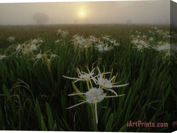 Raymond Gehman Spider Lilies Thriving on a Tallgrass Coastal Prairie Stretched Canvas Print / Canvas Art