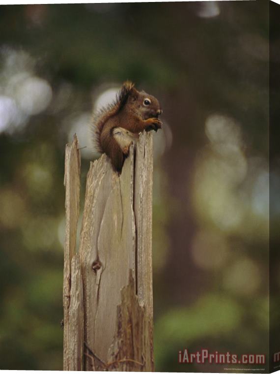 Raymond Gehman Squirrel Chews on a Nut Atop a Fence Post Stretched Canvas Print / Canvas Art